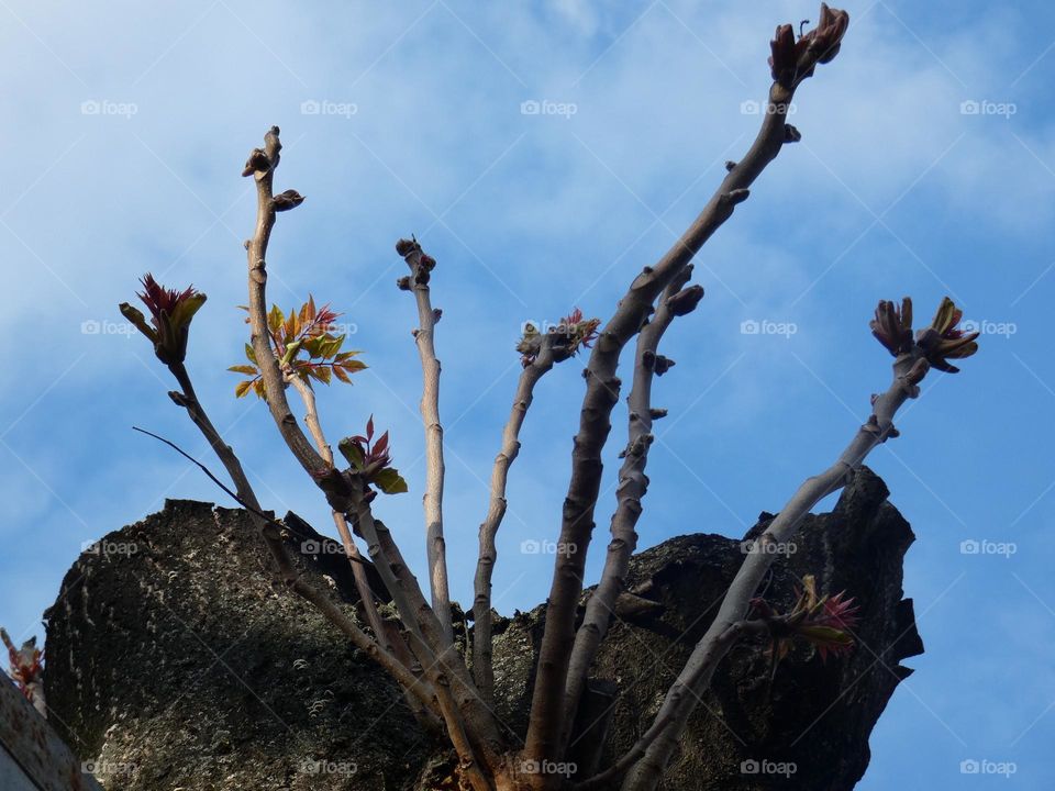 New branches for old tree