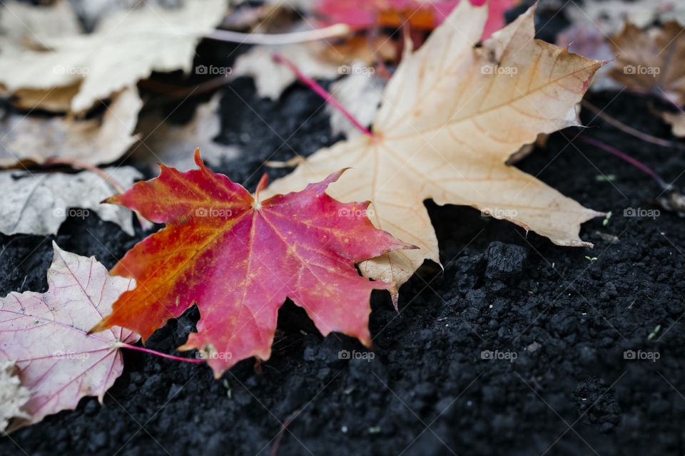 Autumn colorful foliage on dark ground . close up view