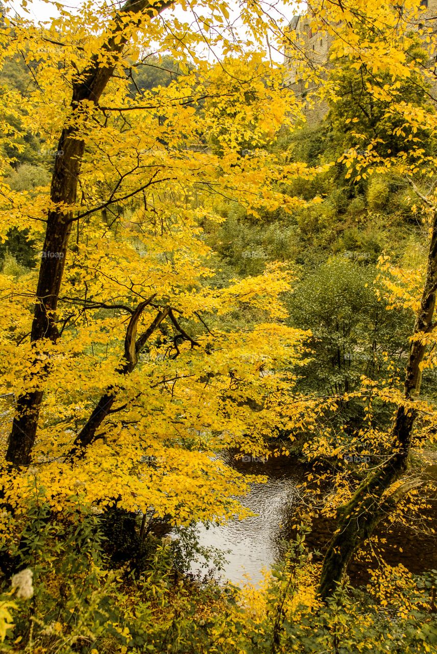 Yellow leaves