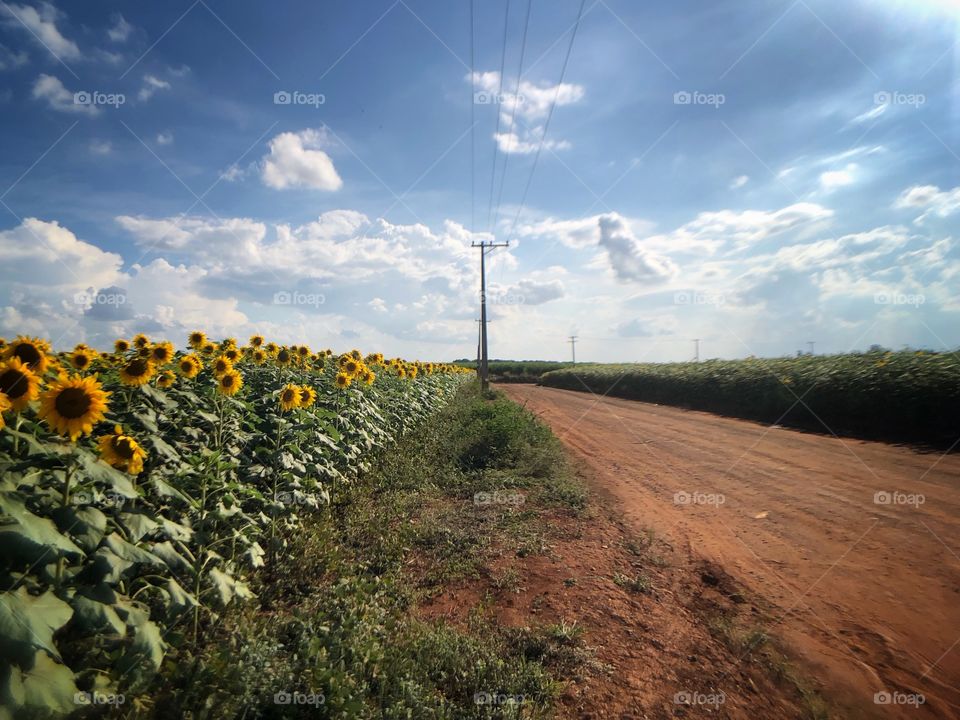 A country road, and along it, a sunflowers field. Beautiful view in a sunny day. 