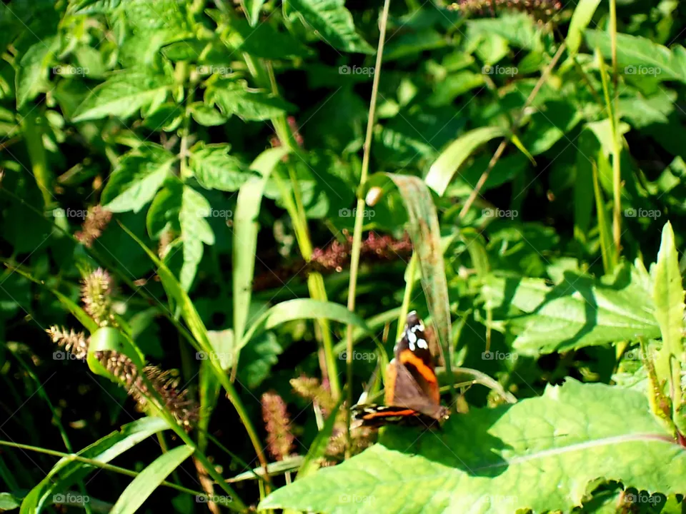 Vanessa atalanta on a leaf between the grass in a garden of the Italian island of Ischia