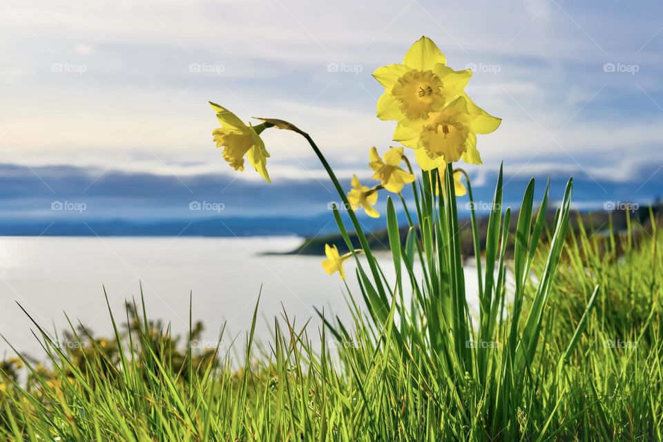 Daffodils growing above the seaside 