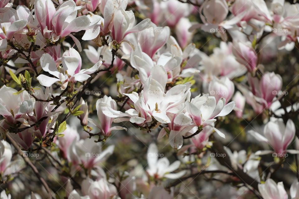 Magnolia blooming 