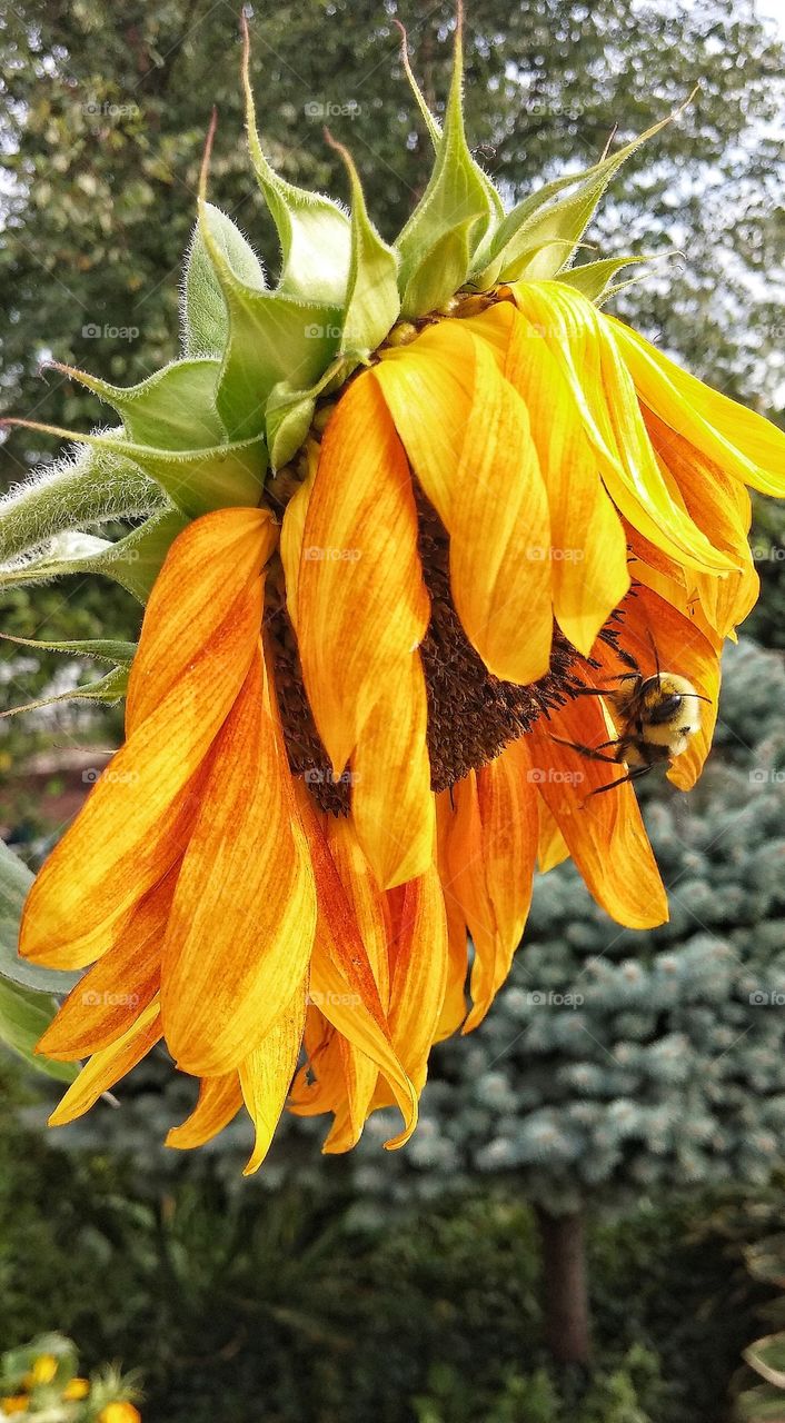 Bees on dry sunflower