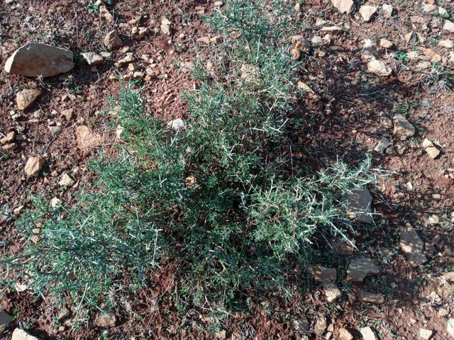 Green plants
