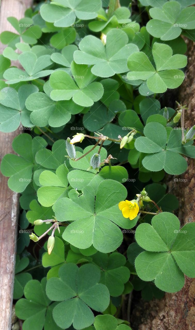 yellow wood sorrel flower