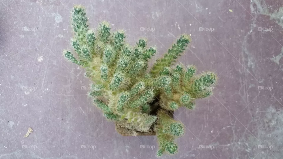 Cactus
