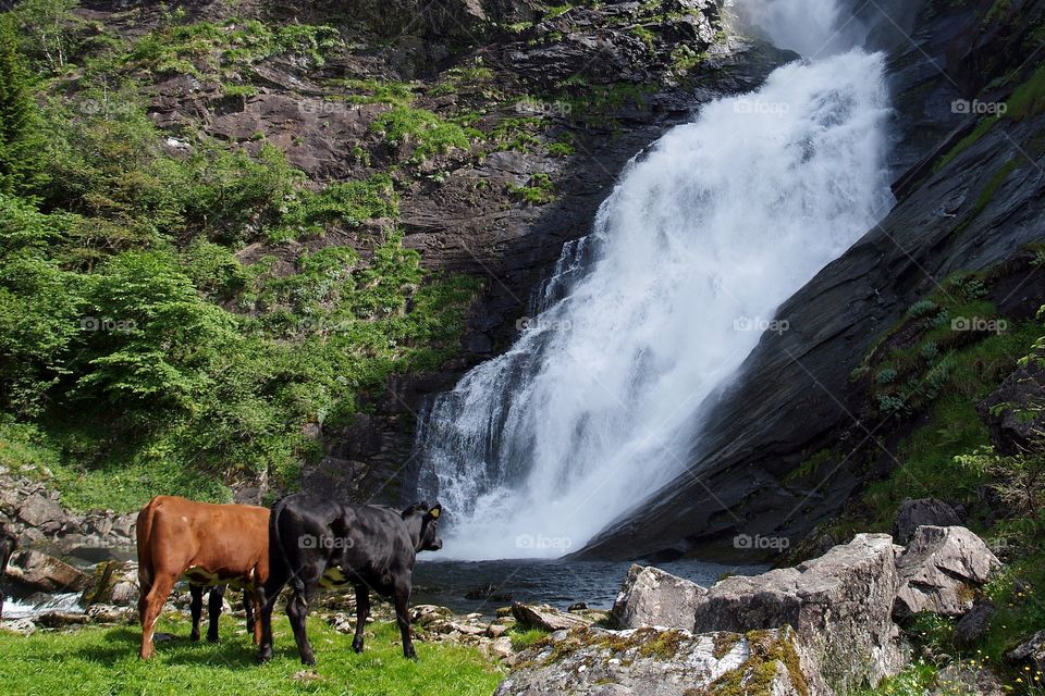 cows admiring waterfall