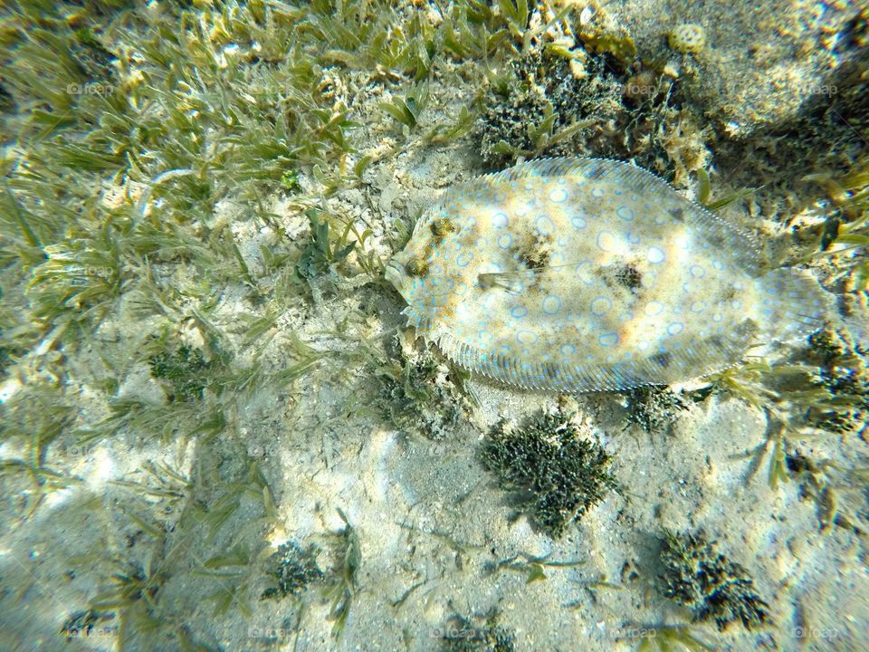 Diving with a flounder