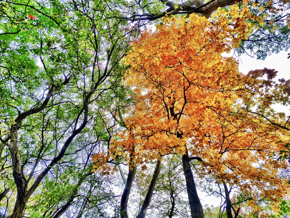 Hike thru the fall forest in Indiana 