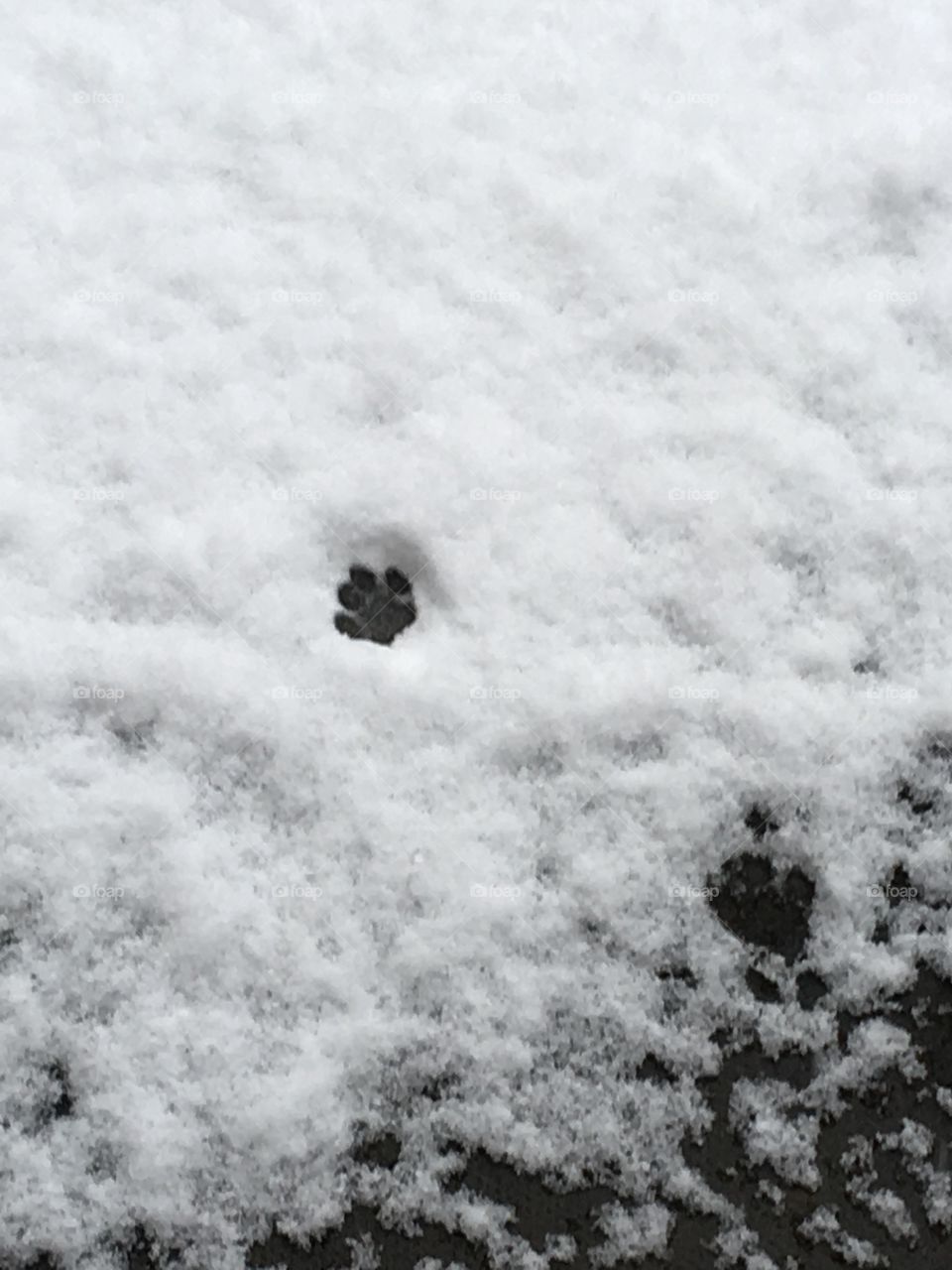 snow Paw print