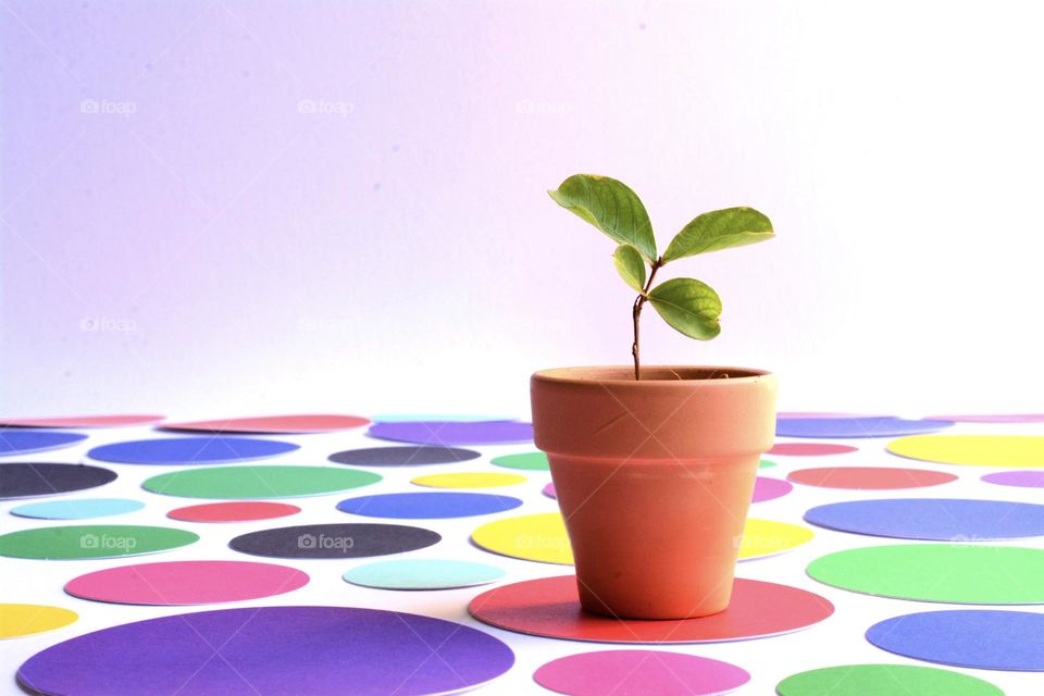 Spring Colors Microgreens Sprout