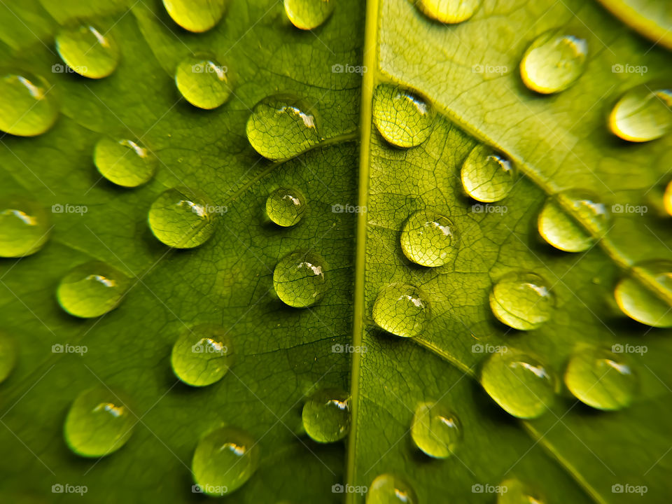green  leaf with water drops