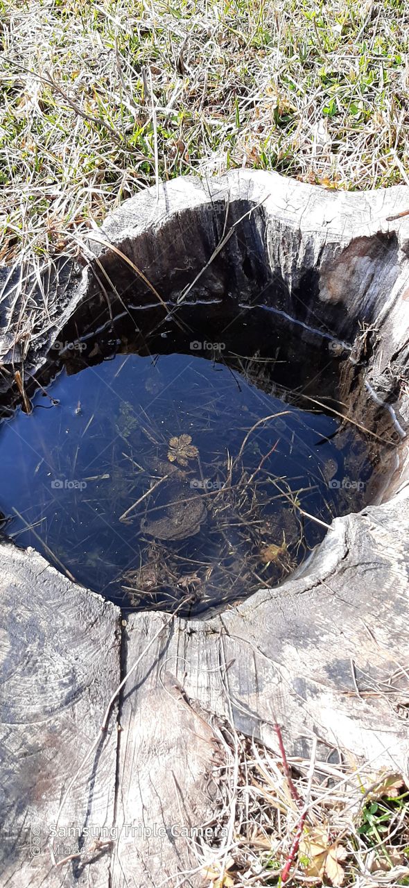 water in an old stump