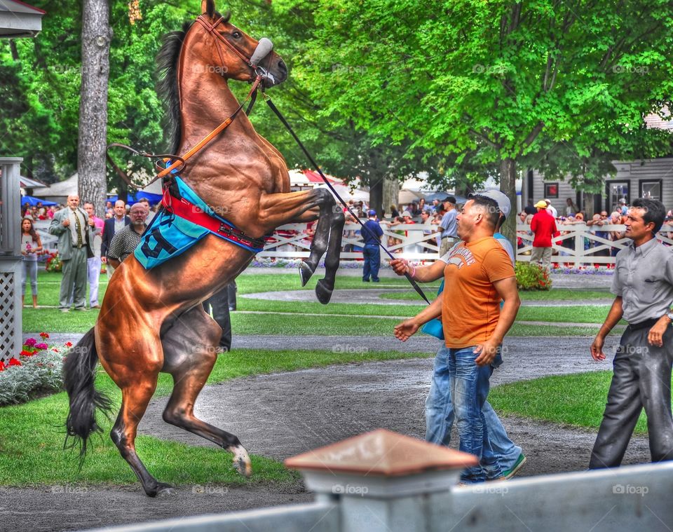 Rudy Rudy Rudy. Getting excited in the Saratoga paddock. This young gelding reared on his hind legs as his handlers try to control him. 