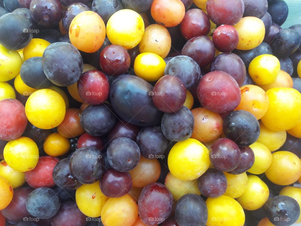 Red and yellow plums for marmelade