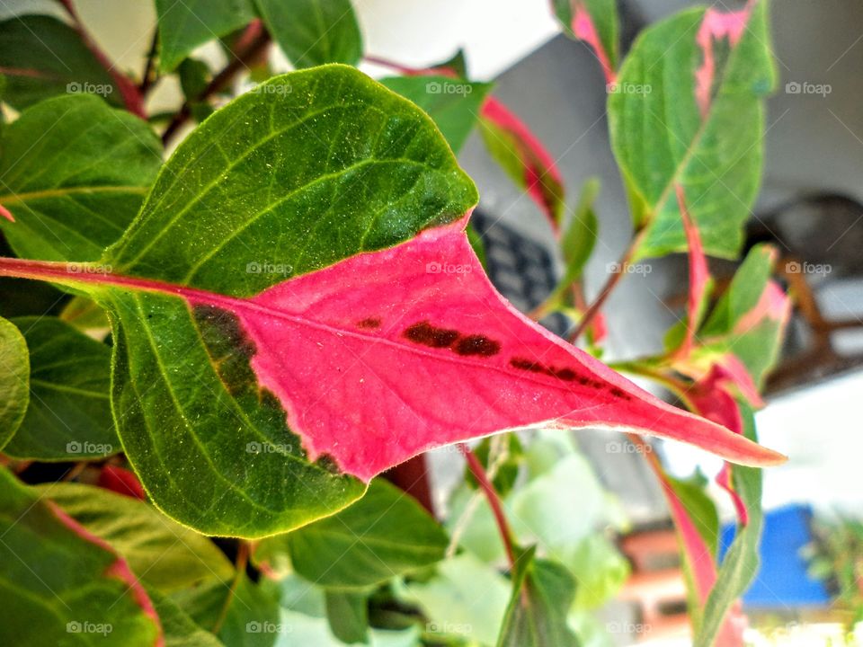 Leaf, Nature, No Person, Flora, Color