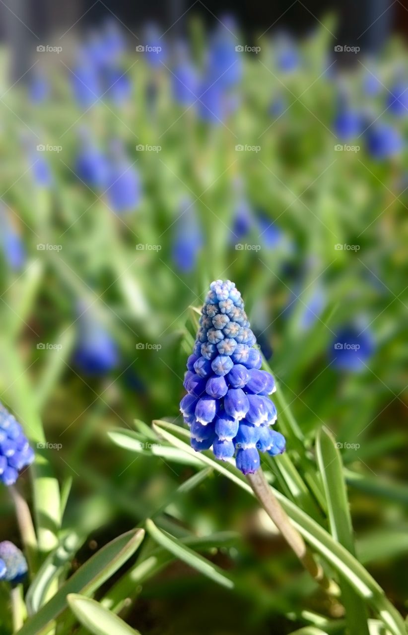 Blue muscari botryoides