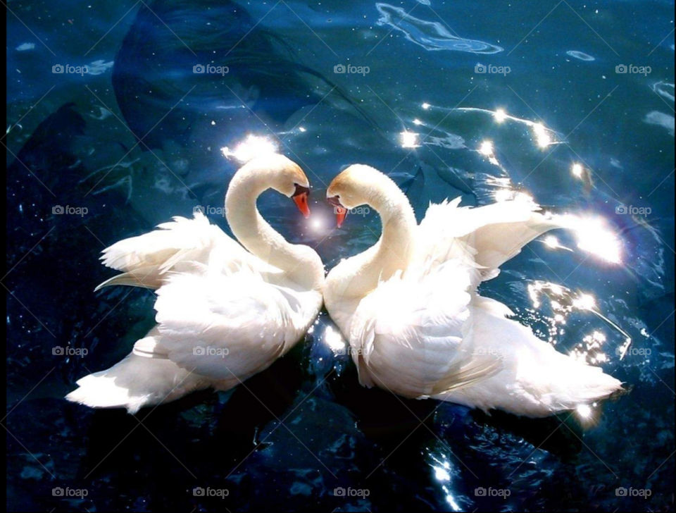 Ohrid Lake, bird love