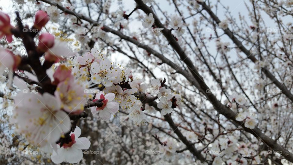 Spring Cherries