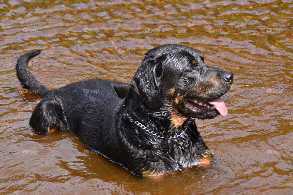 Relaxed dog in Water