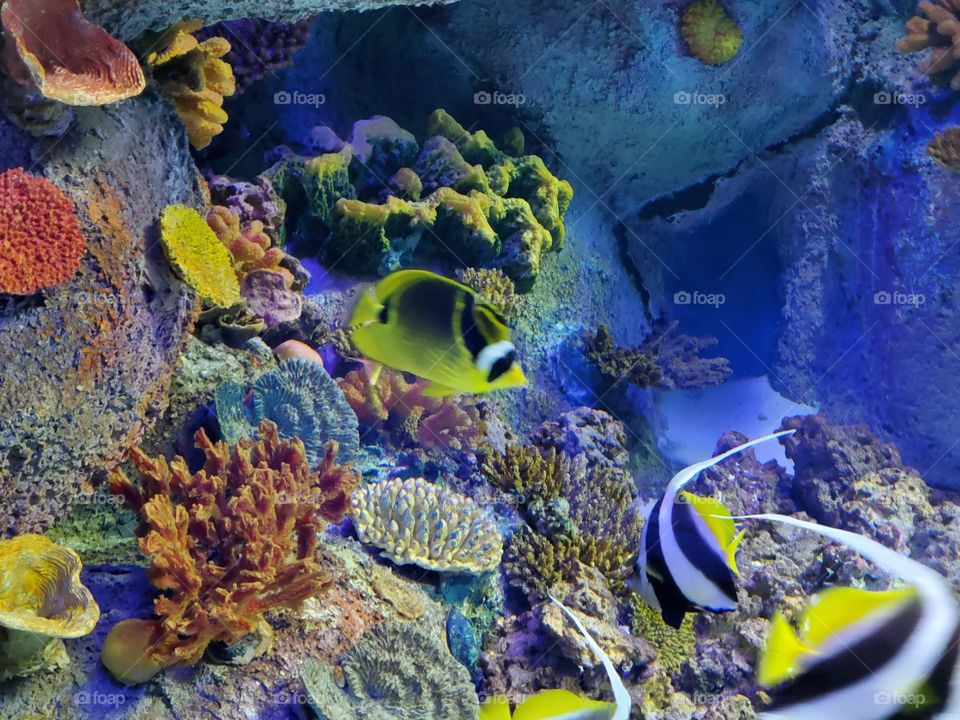 VIA Aquarium
