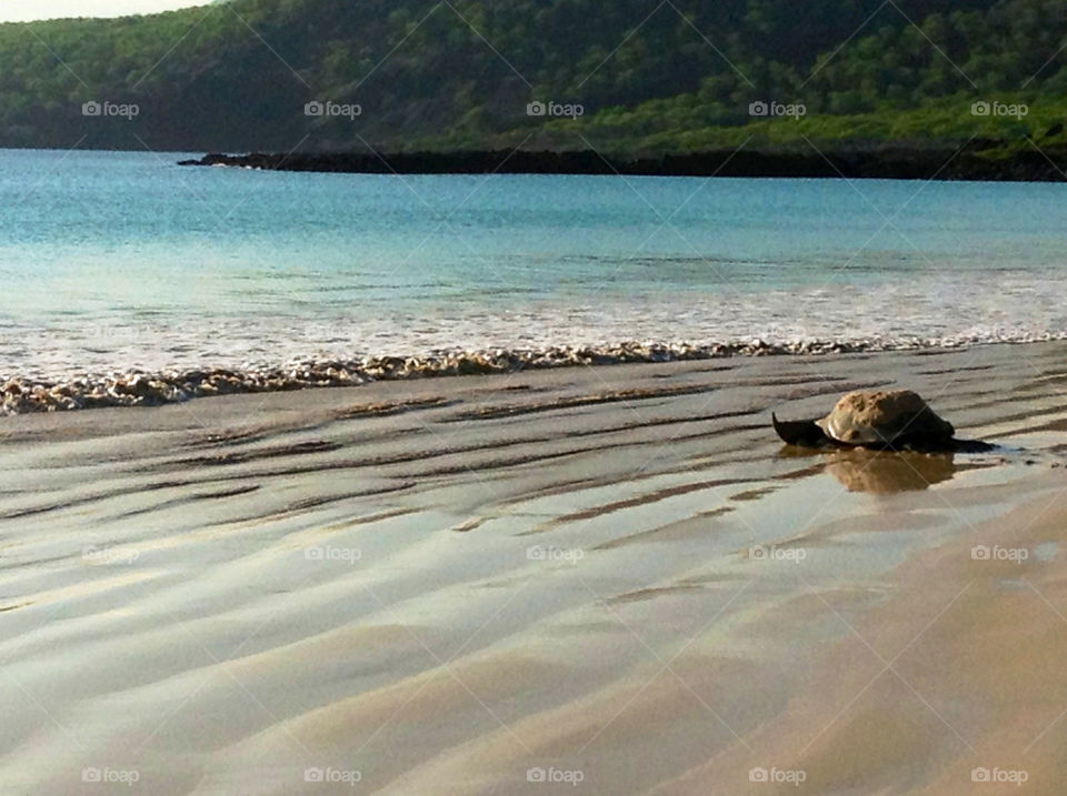 Turtle walking to the water after laying eggs on Galapagos beach