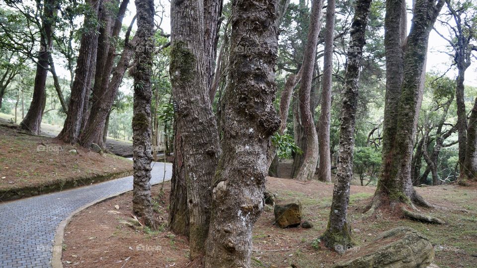 Trunk of Botanical Garden - Sri Lanka