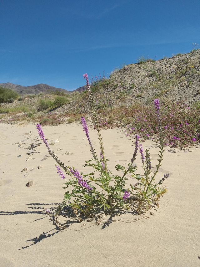 Desert Flower