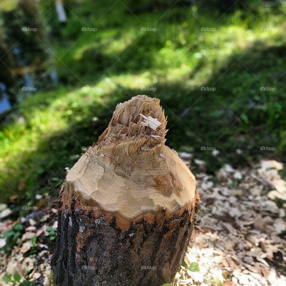 Beaver Stump, near Isobel Lake, BC, Canada