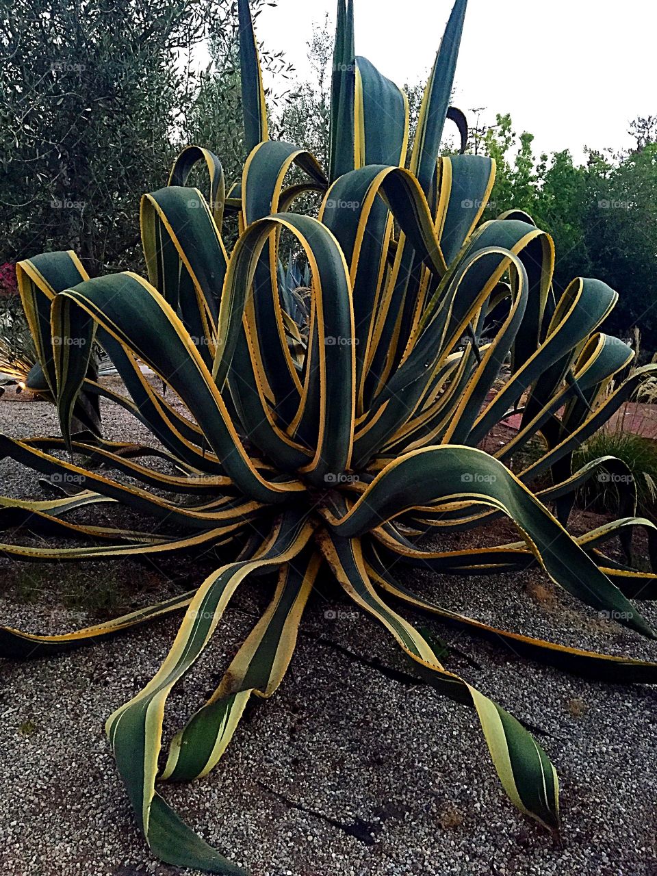 Close-up of cactus plant