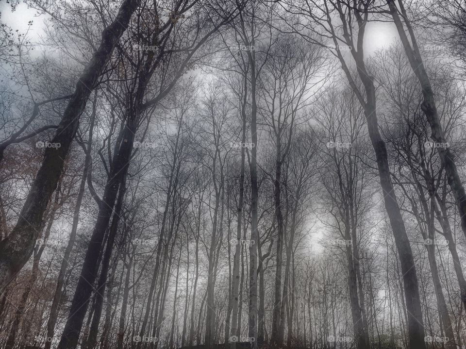 Foggy, stark forest in Autumn 