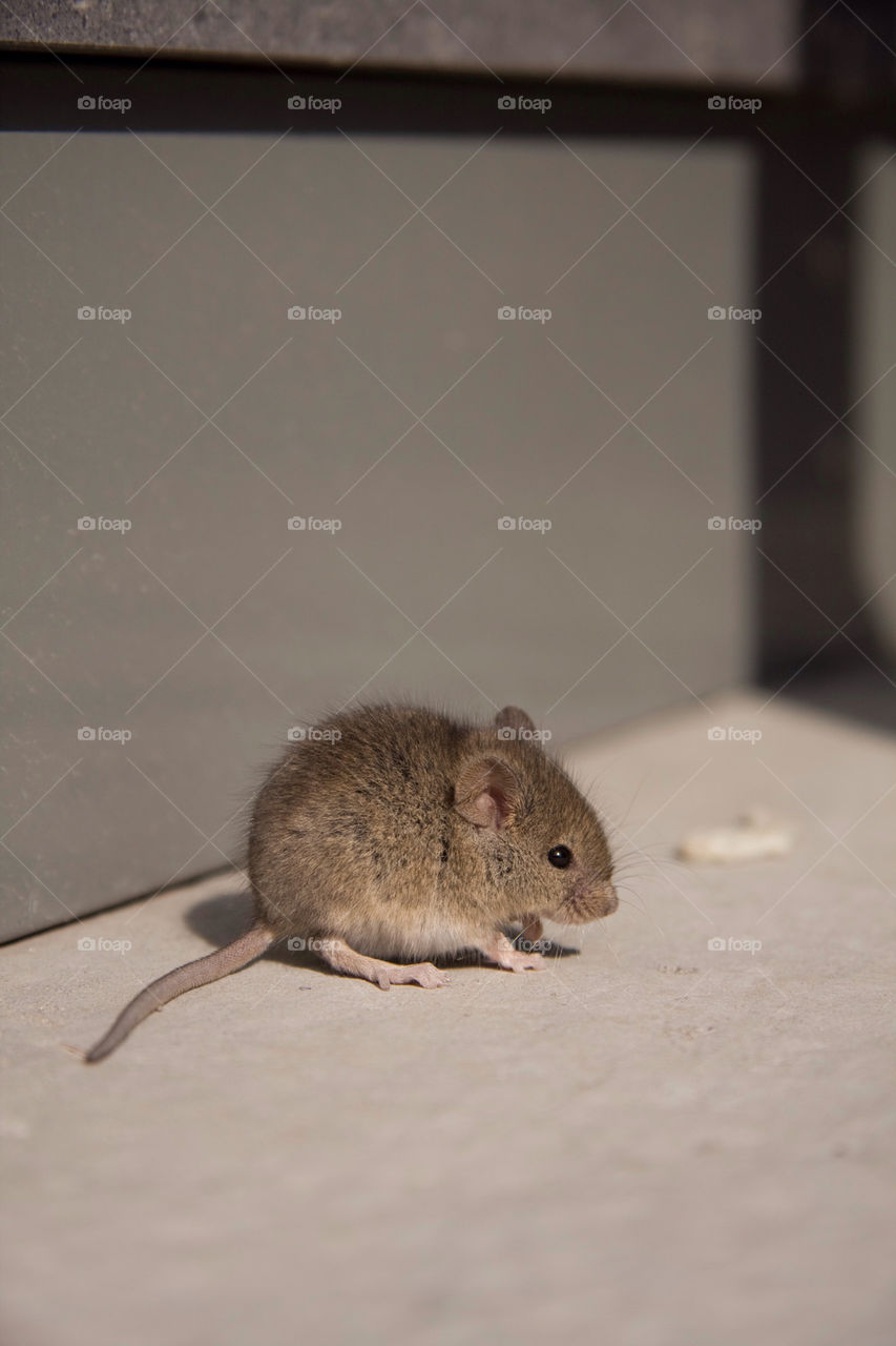 Mini Mouse