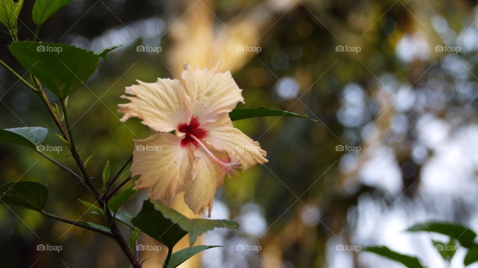 Hibiscus 