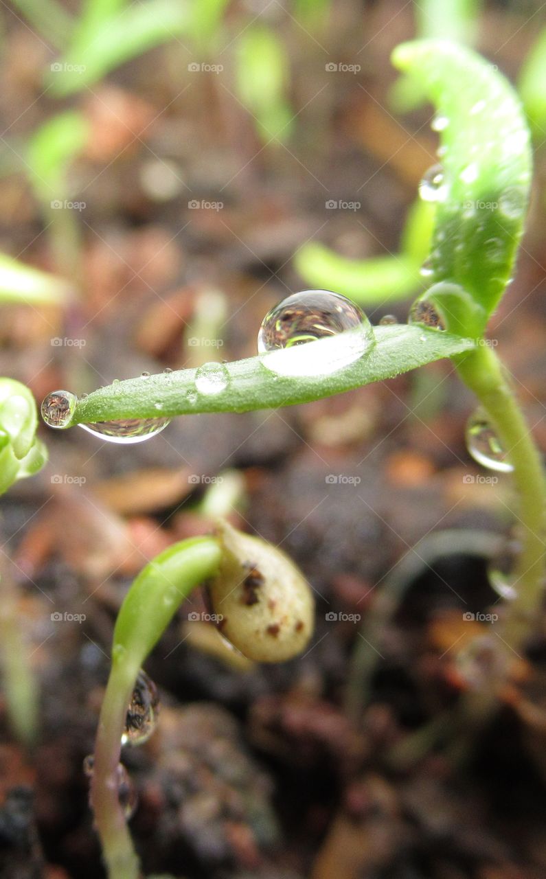 Pepper sprout and water drops