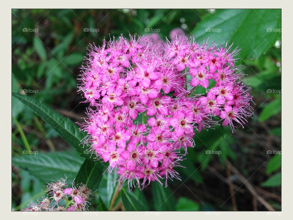 Little pink flowers 