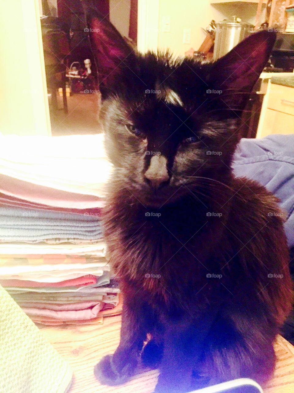 Mama came back! She's looking a little rough. ❤️