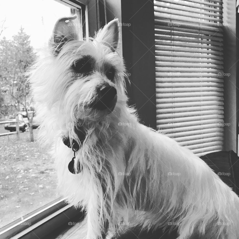 Terrier in the window 