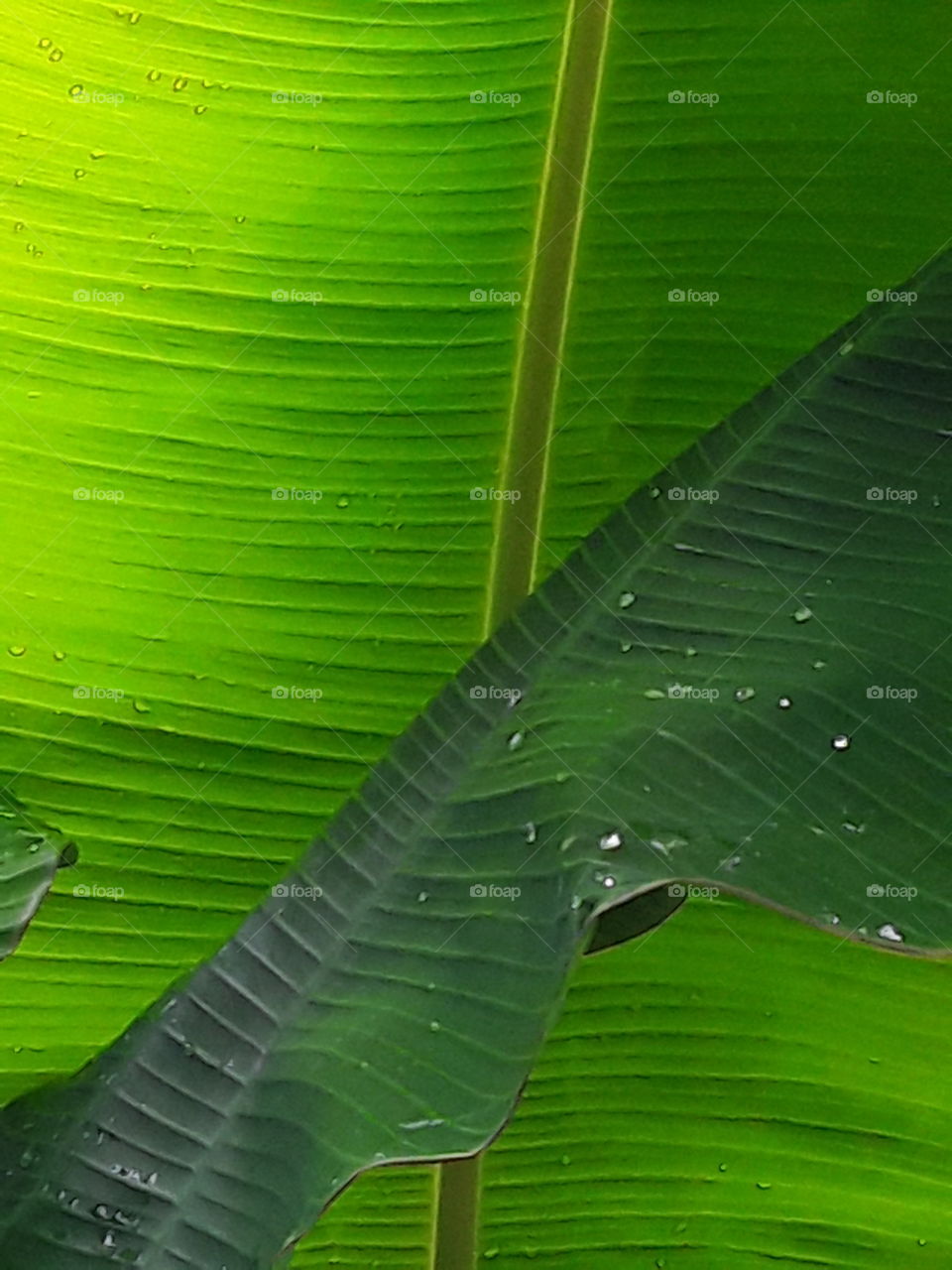 two banana leaves beautiful composition one leaf in the shade, the other in the sun