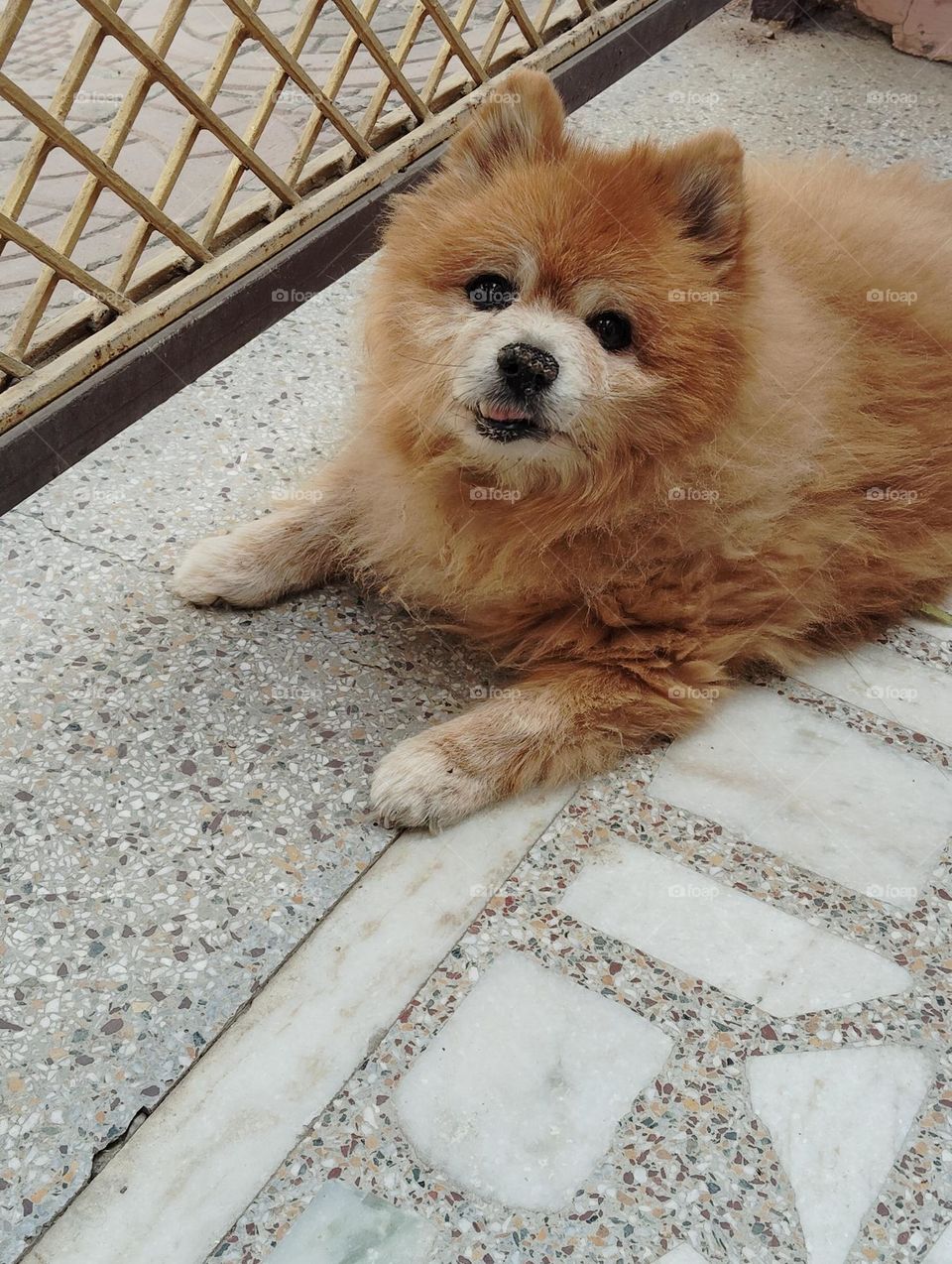 small brown doggy, brown hair, small eyes white mouth, small ears, small tongue looks very beautiful