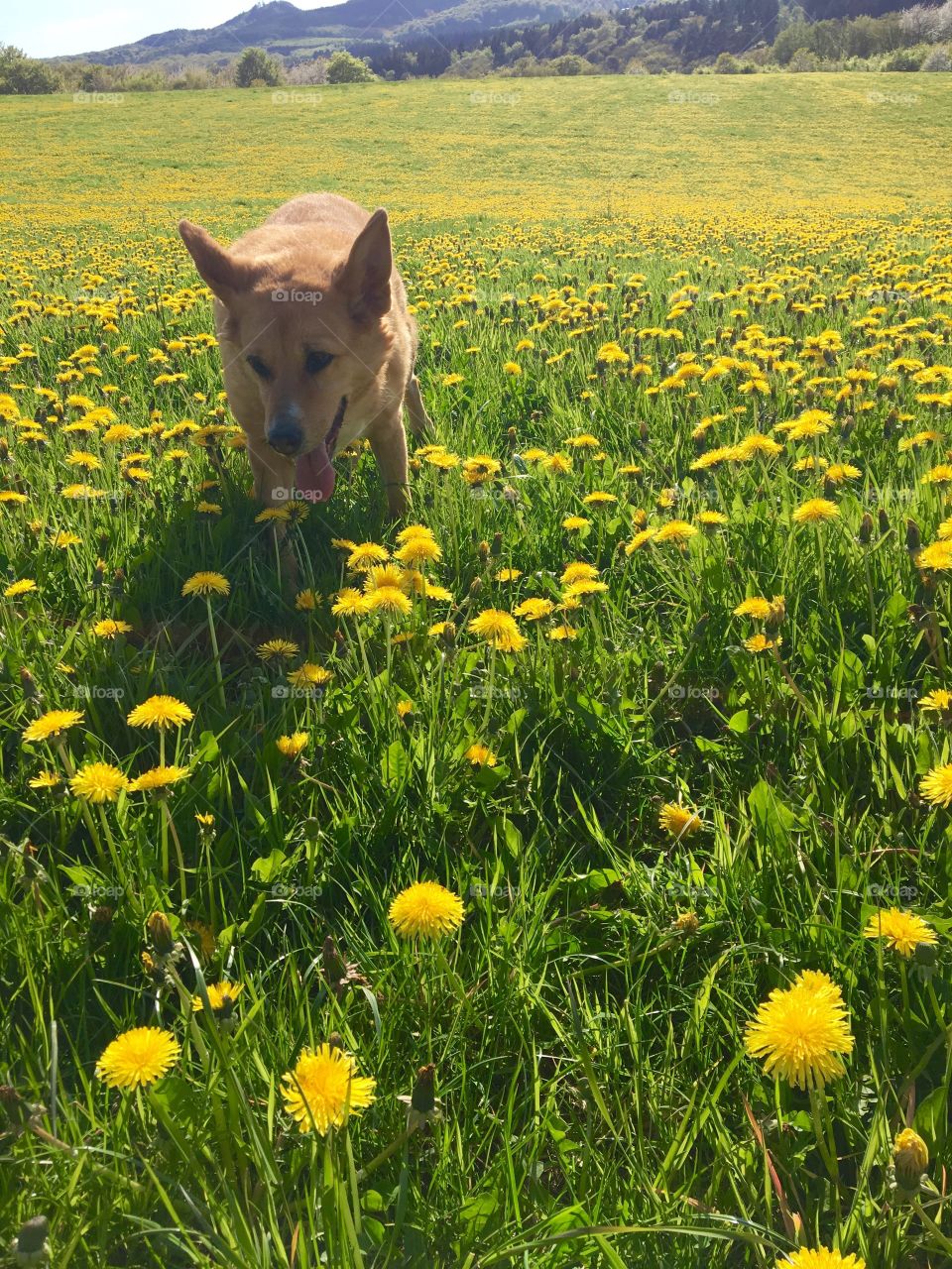 Dog in the dandelions field 