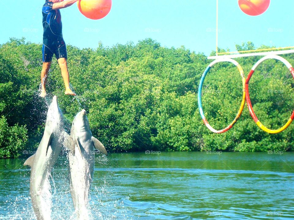 dolphinarium, beautiful place in Varadero Cuba.  dolphins, crocodiles, variety of animals as a tourist attraction