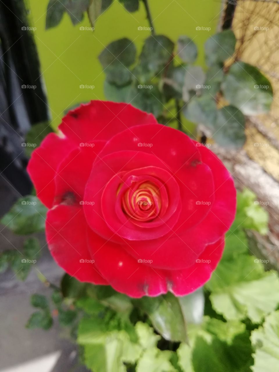 Rosa