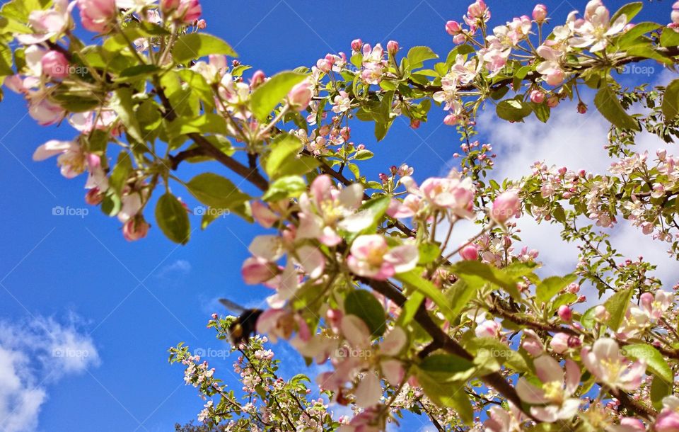 in a appletree . in a appletree 