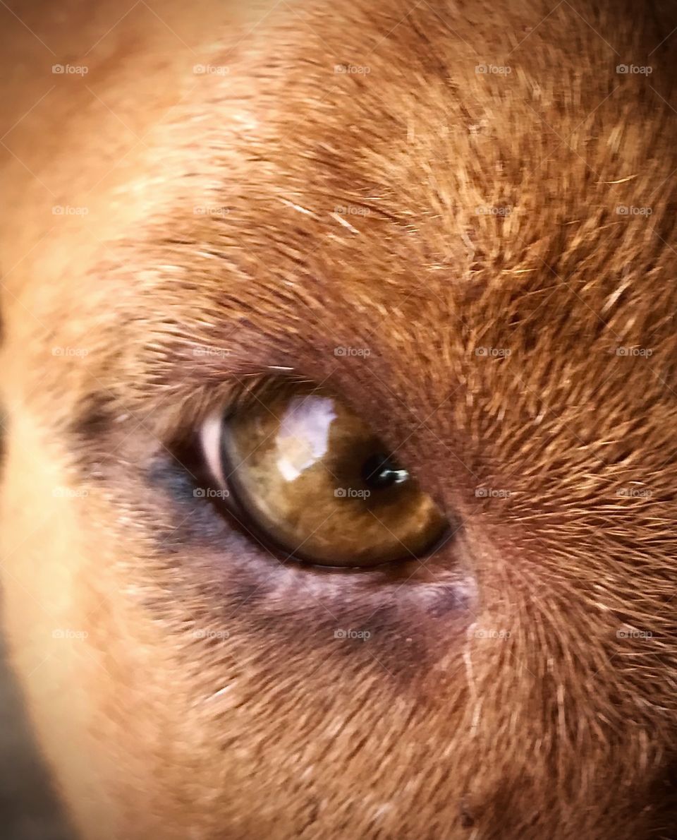 face of a dog with close-up eyes