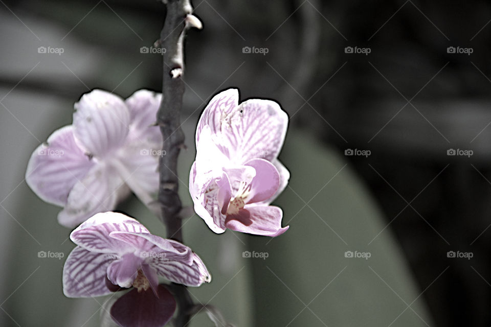 Soft pink orchid