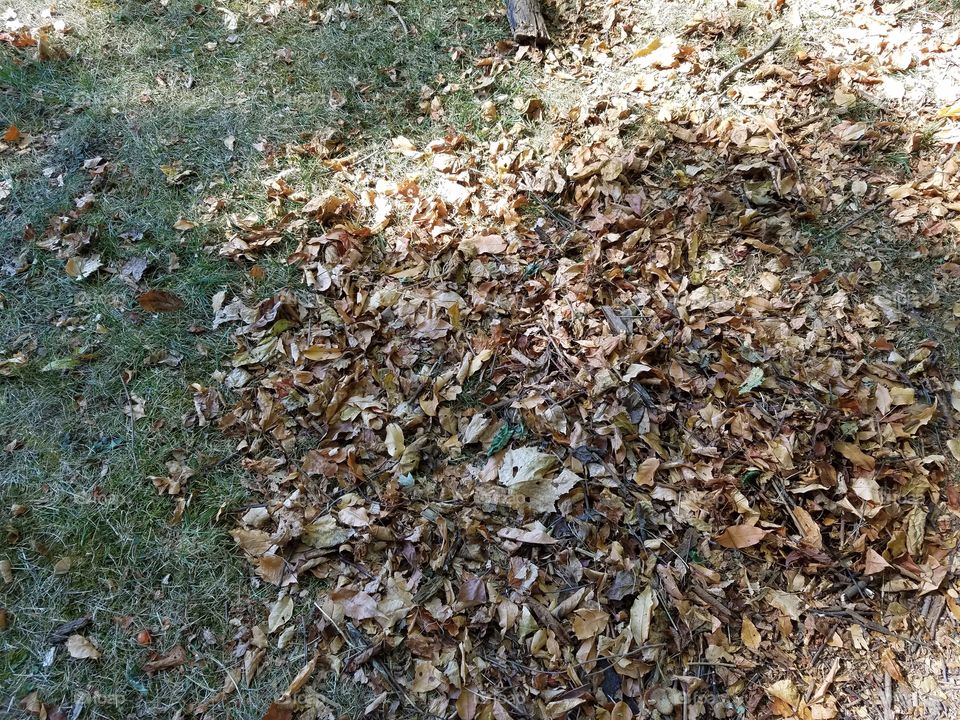 fall season and leaf every where