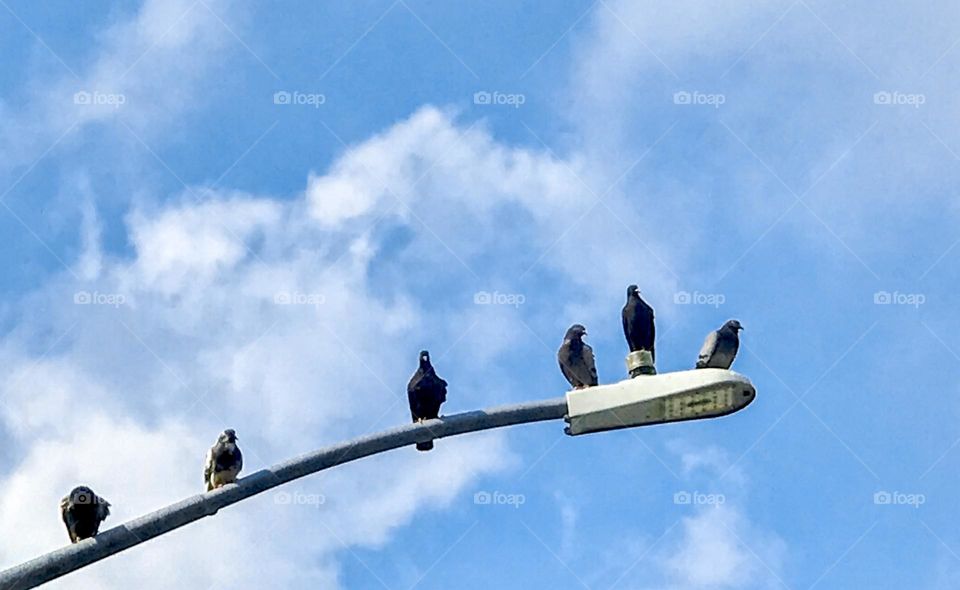 Birds on the street lamp