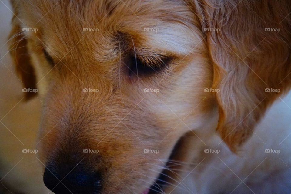 Golden Retriever Puppy