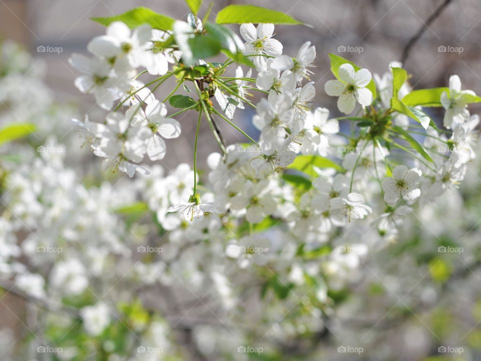 Close-up of white flowers